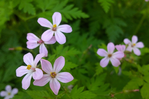 プリンセスケア（ヒメフウロエキス）
