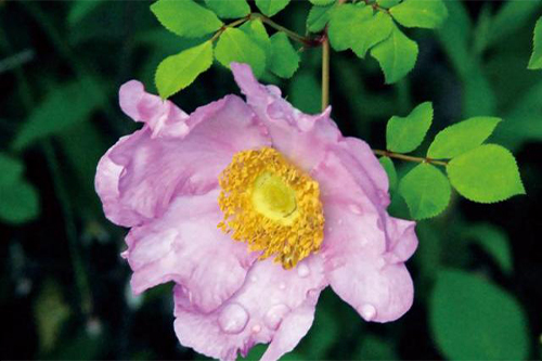 IZAYOI（イザヨイバラエキス）